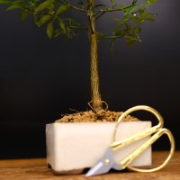 кумкват  дет